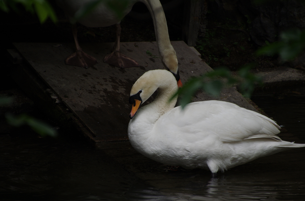 白鳥　その3