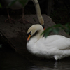 白鳥　その3