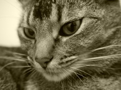 Monochrome　Cat　1