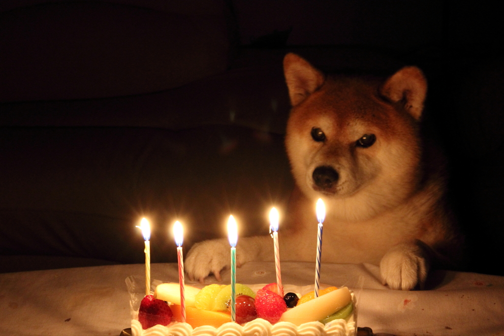 Happy birthay! 11(ワンワン)