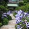 鎌倉　ふらり　　～大巧寺　　夏の参道～