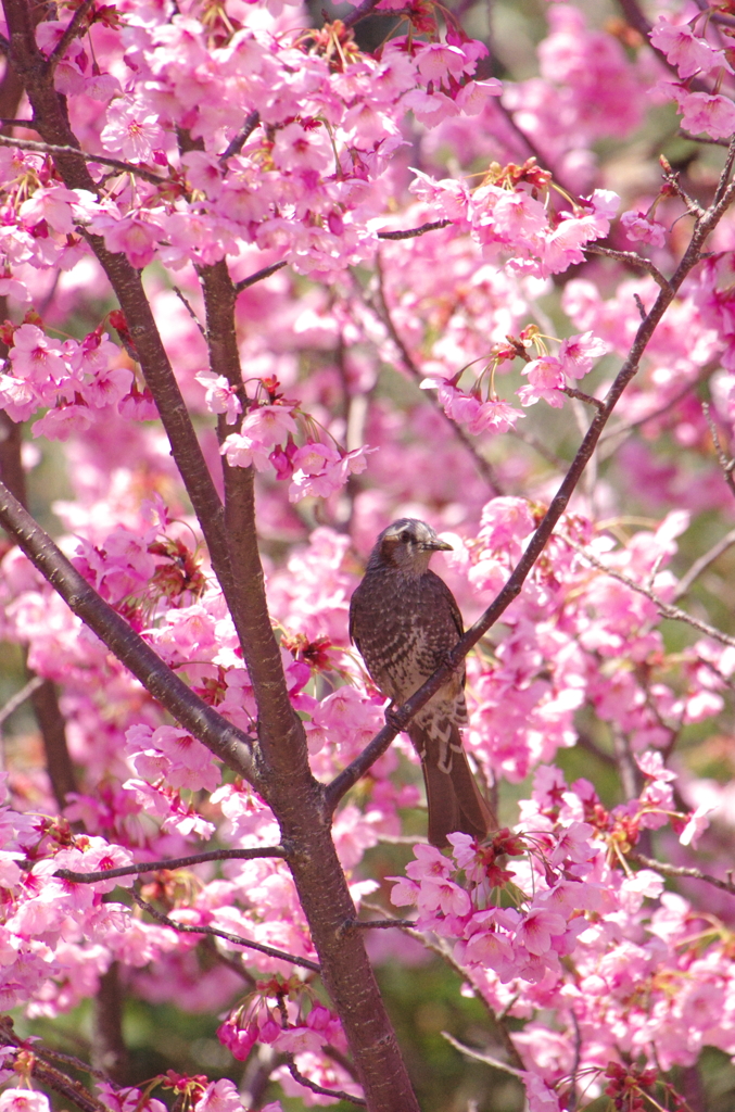 横浜緋桜　満開