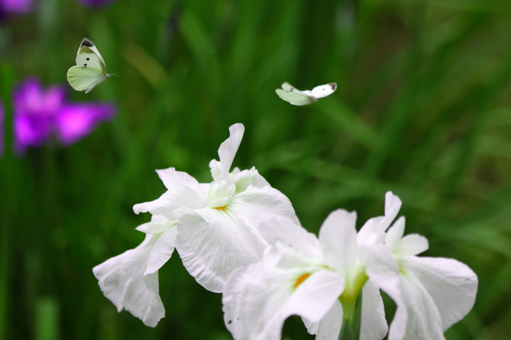 花菖蒲の舞い