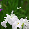 花菖蒲の舞い