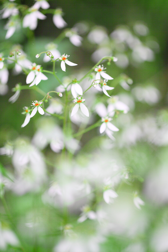初夏の野草　　ー白雪ー