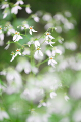 初夏の野草　　ー白雪ー