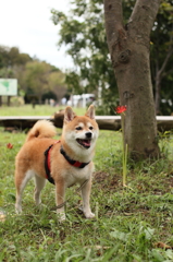 秋のお散歩Ⅱ