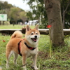 秋のお散歩Ⅱ