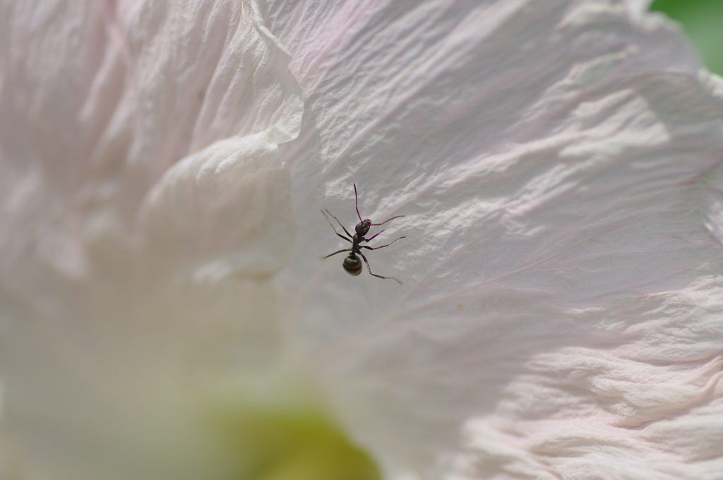 ant