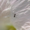 ant