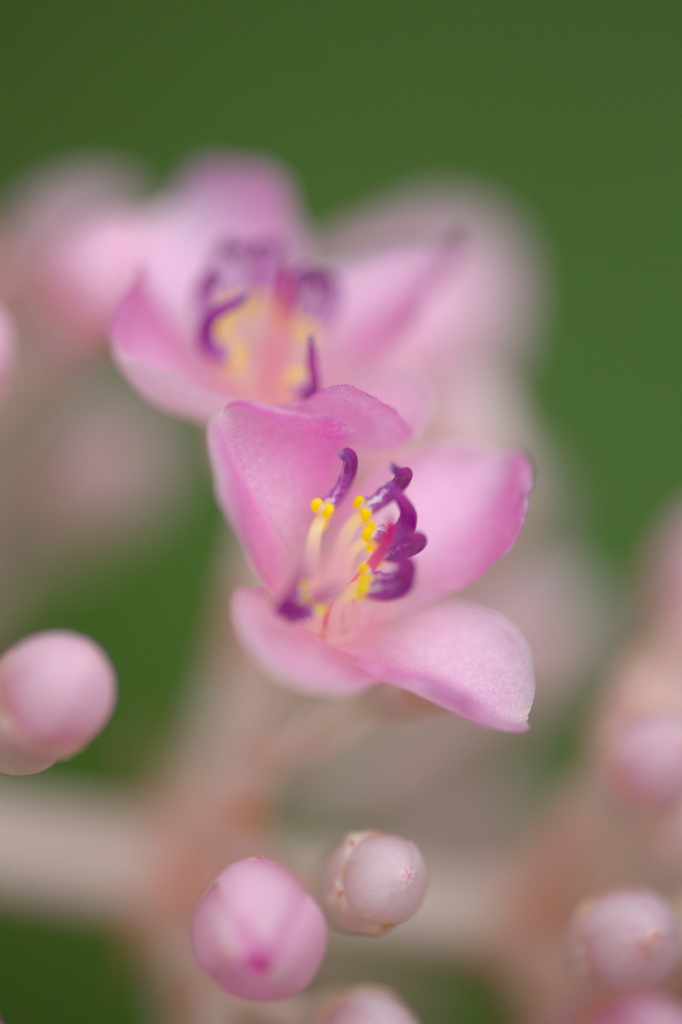 small purple 