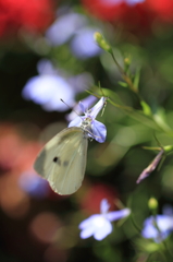 花園