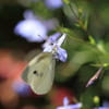 花園