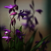極楽花苑　 -影-