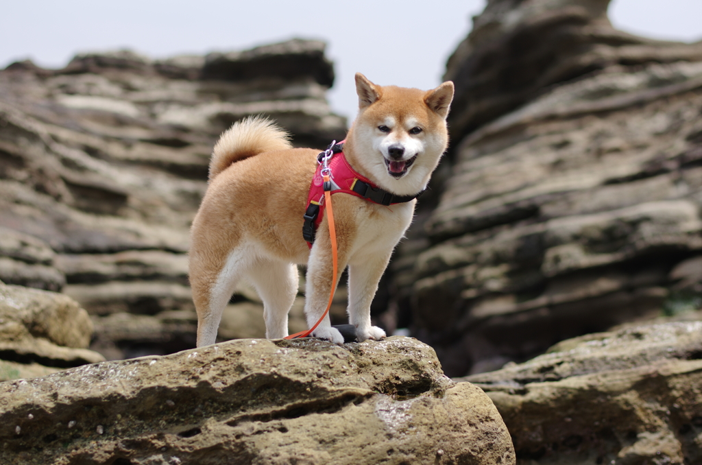 リーダー　on the rock