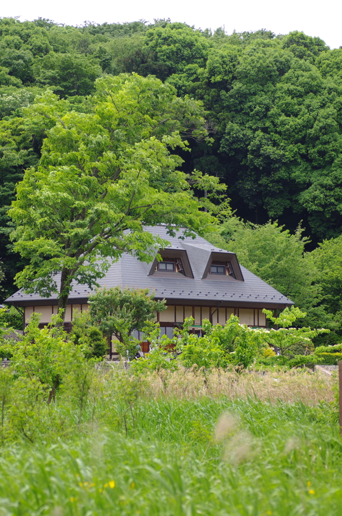 初夏の座間谷戸山公園