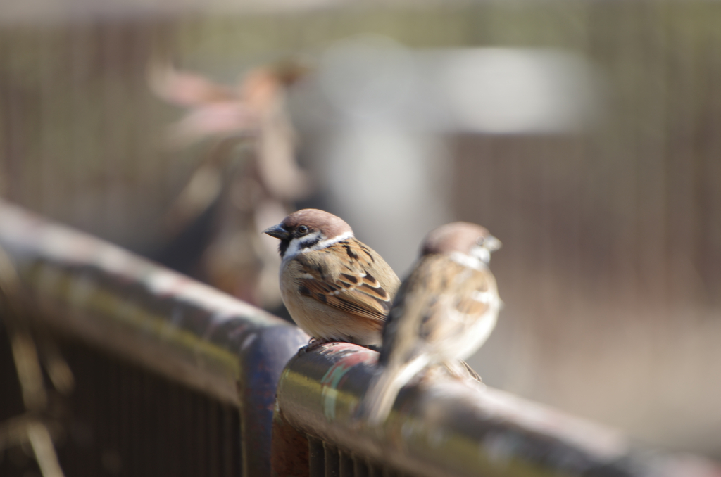 とっても身近な野鳥2