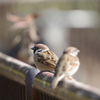 とっても身近な野鳥2