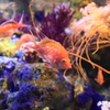 海のお花畑
