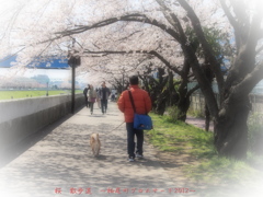 桜　散歩道　～柏尾川プロムナード　2012’～