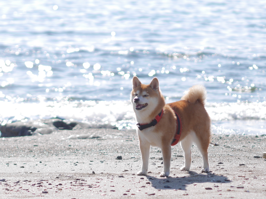 浜辺にて