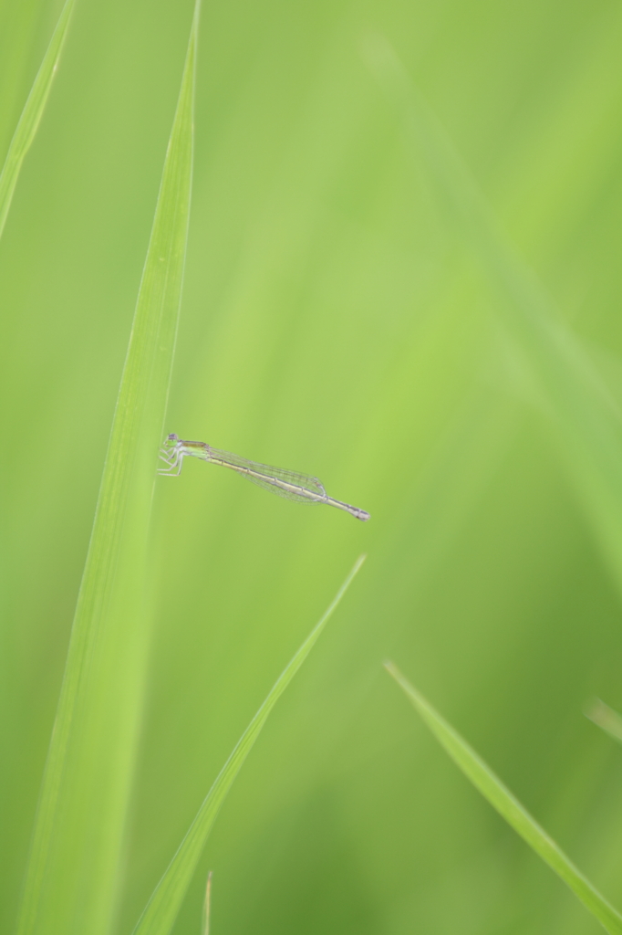 Natural  Ⅲ