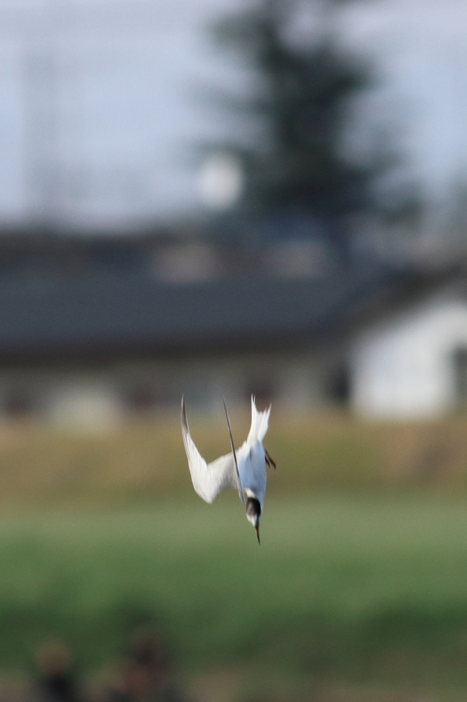 fly    -垂直降下-