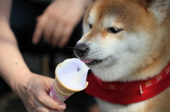 暑い日はこれに限る♪