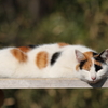日ニャタぼっこ^^