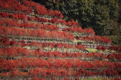 秋風の宮ヶ瀬　　-鳥居原エリア　燃える丘-