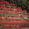 秋風の宮ヶ瀬　　-鳥居原エリア　燃える丘-