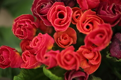 薔薇のおくりもの。。