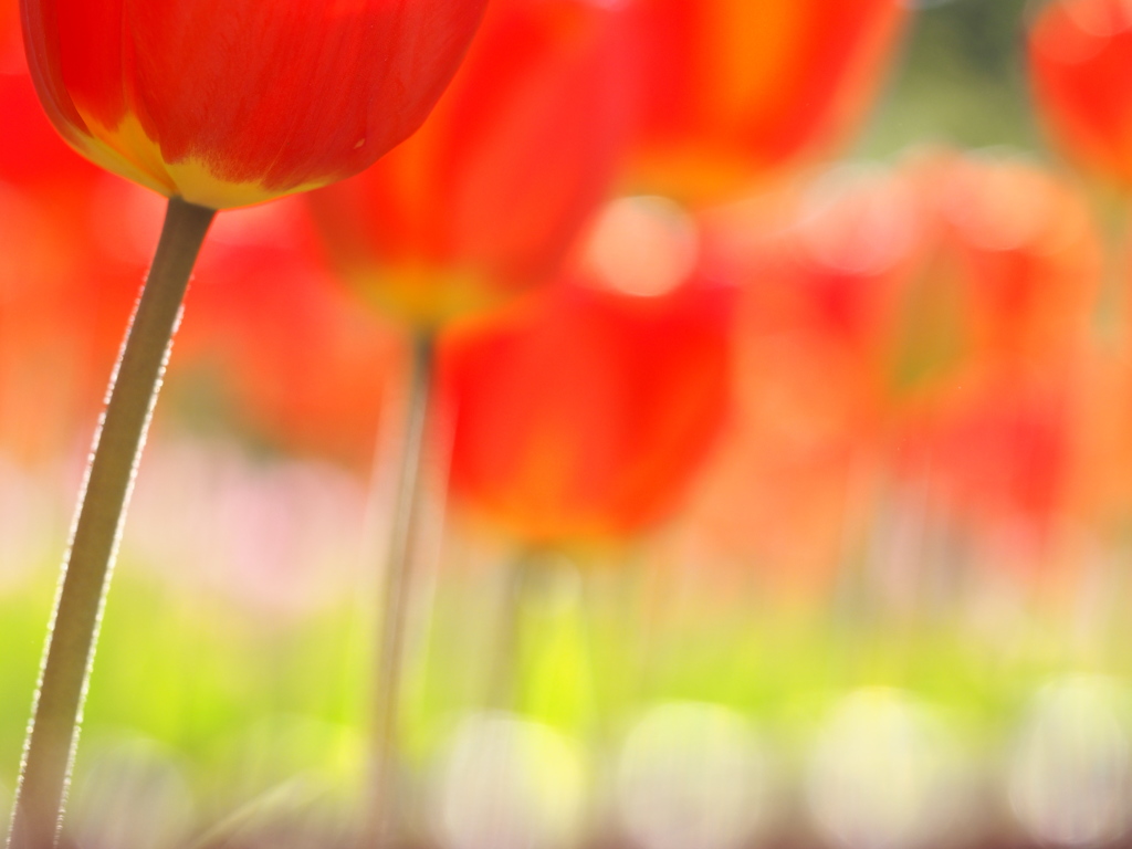 Flower danci'n
