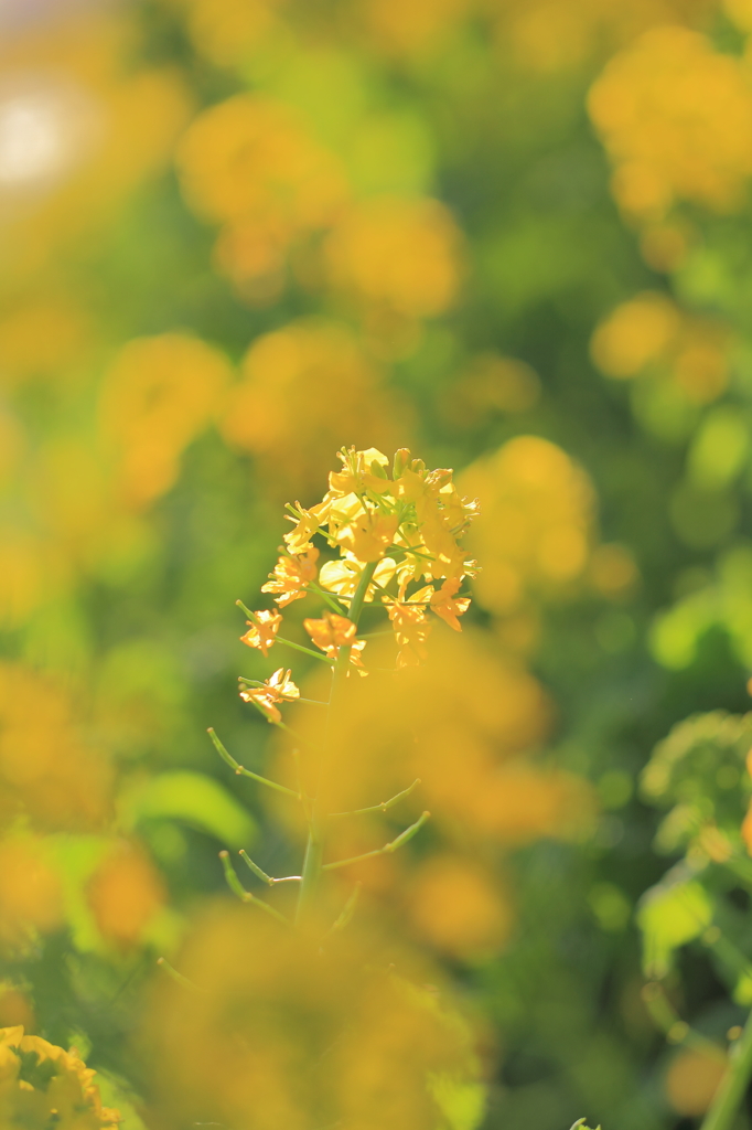 Yellow canvas 