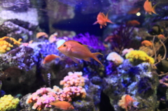 サンゴ礁の海の水槽。