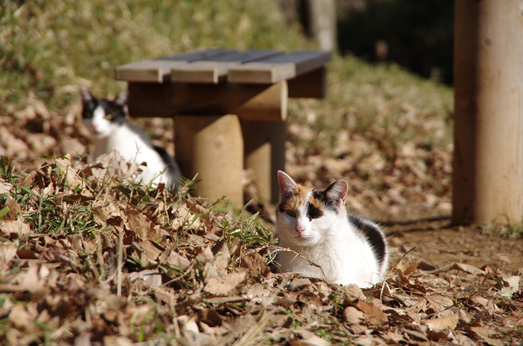 冬の公園に生きる2