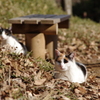 冬の公園に生きる2