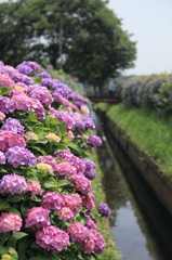 藤沢市遠藤のあじさい3