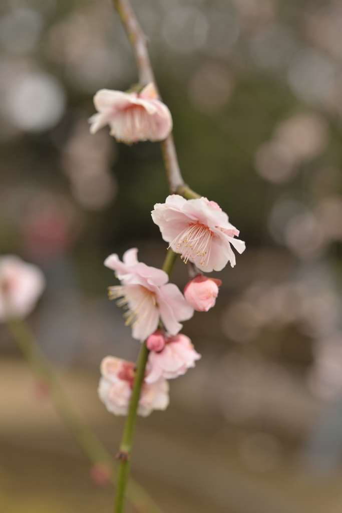 枝垂れ梅の咲く頃