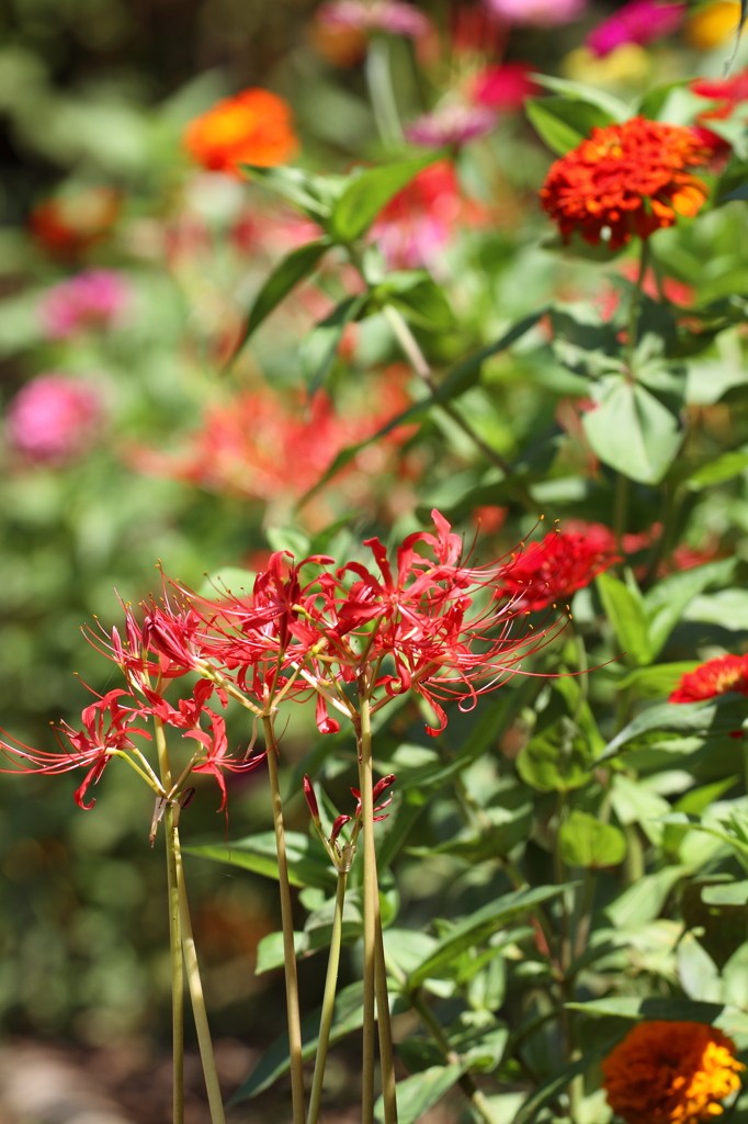 flowers of autumn 