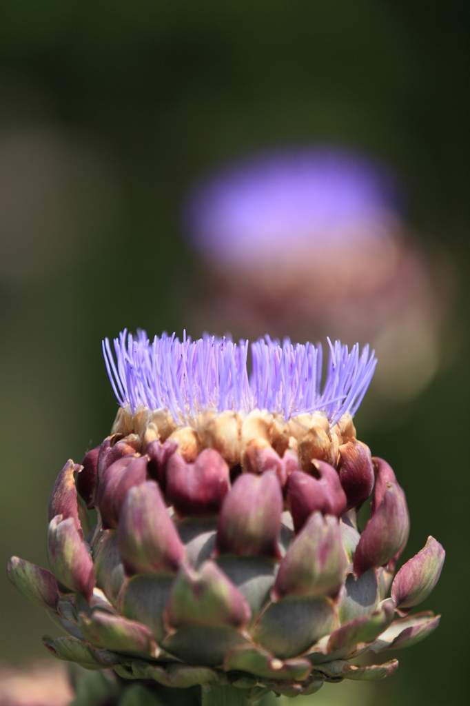 brush head