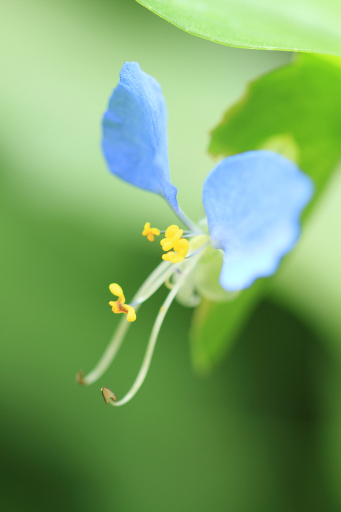 rainy season flower