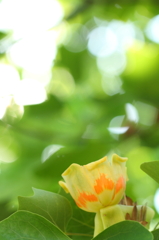 木漏れ日