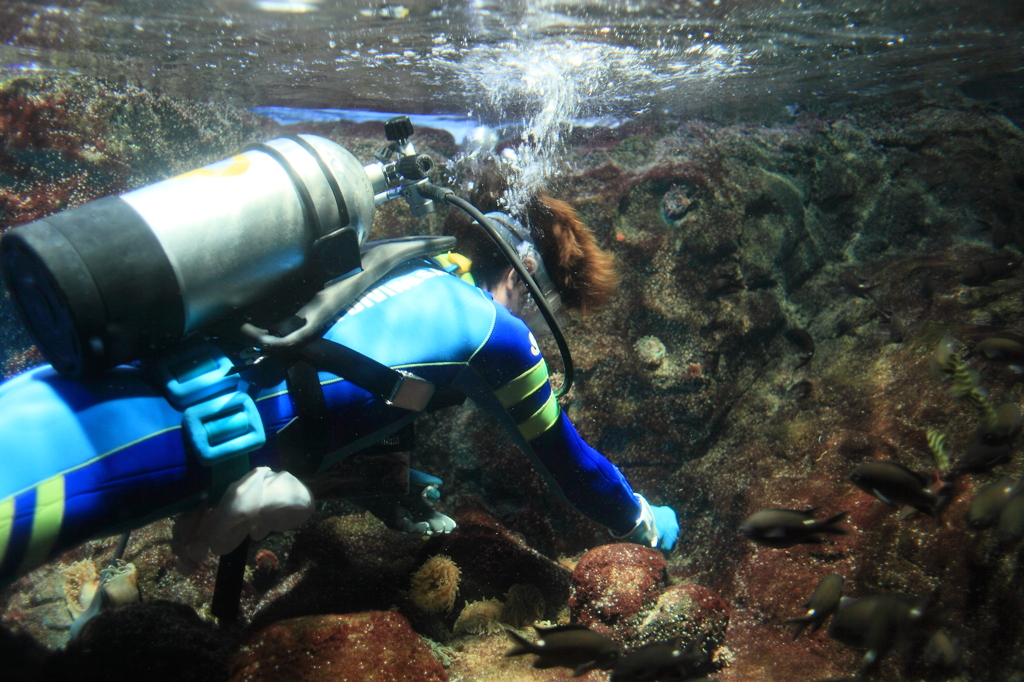 給餌中のダイバーさん