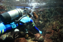 給餌中のダイバーさん