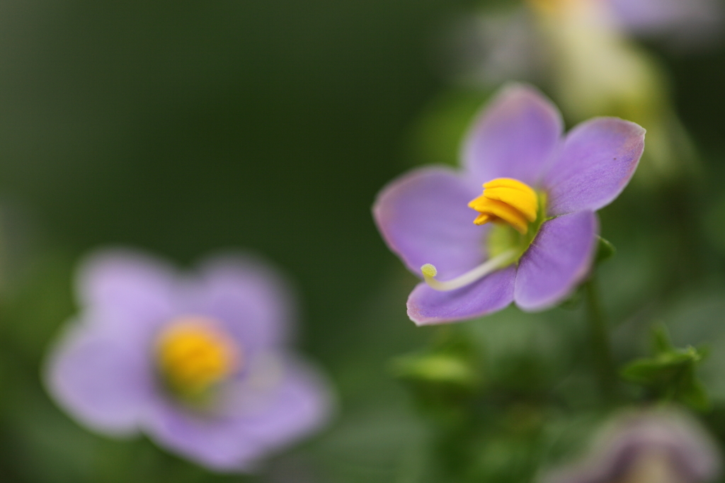 可憐な花