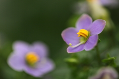 可憐な花