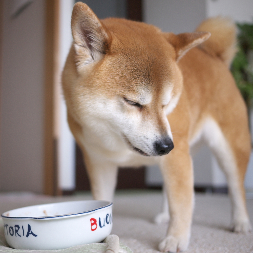 うへっ、またこれかよ。。　　ーいつものお食事風景ー