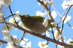 今度は梅に。。^^