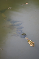 ホントの♪　？